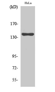 a04486 kif4a primary antibodies wb testing 2