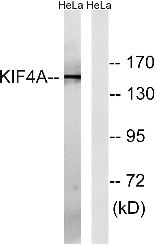 a04486 kif4a primary antibodies wb testing 3