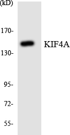 a04486 kif4a primary antibodies wb testing 4
