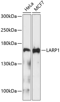 Western blot analysis of extracts of various cell lines, using LARP1 Antibody  at 1:1000 dilution