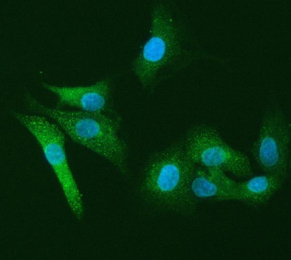  IF analysis of PI2/SERPINB1 using anti-PI2/SERPINB1 antibody (A04491-2)