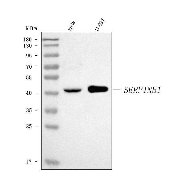  Western blot analysis of PI2/SERPINB1 using anti-PI2/SERPINB1 antibody (A04491-2)