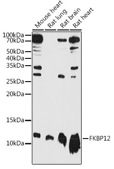 a04492 2 fkbp1a primary antiboties wb testing 1