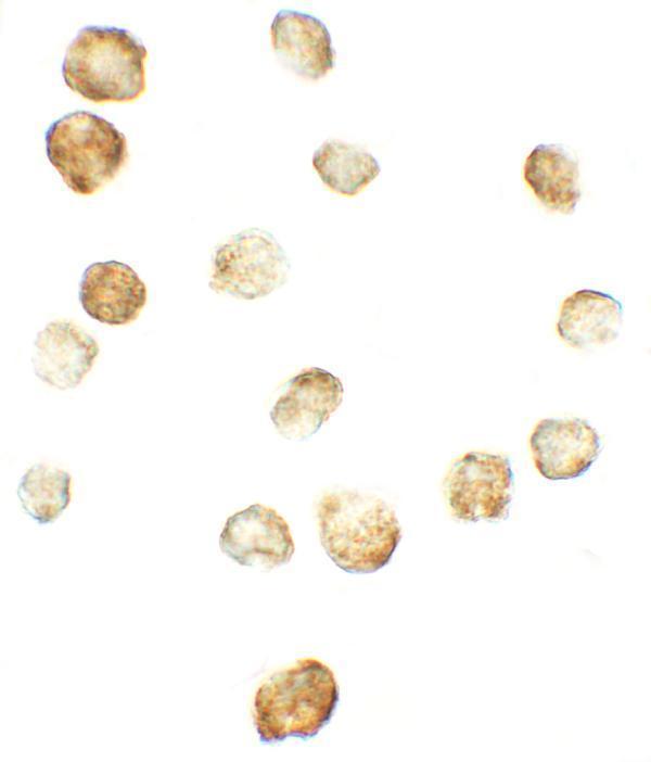 a04492 fkbp1a primary antibodies icc testing 2
