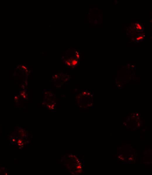 a04492 fkbp1a primary antibodies if testing 3