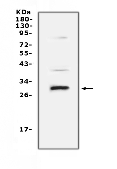 a04494 2 vegfb primary antibodies wb testing 1
