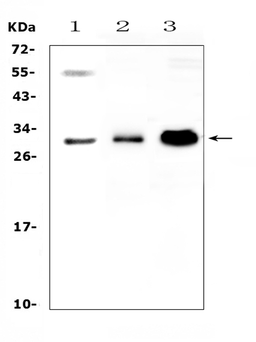 Western blot analysis of VEGFB using anti-VEGFB antibody (A04494-3)