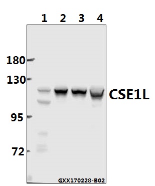 Western blot (WB) analysis of  CSE1L (E2) polyclonal antibody  at 1:500 dilution
Lane1:HepG2 whole cell lysate(40ug)
Lane2:SGC7901 whole cell lysate(40ug)
Lane3:CT26 whole cell lysate(40ug)
Lane4:PC12 whole cell lysate(40ug)