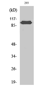 Western Blot (WB) analysis of specific cells using CAS Polyclonal antibody
