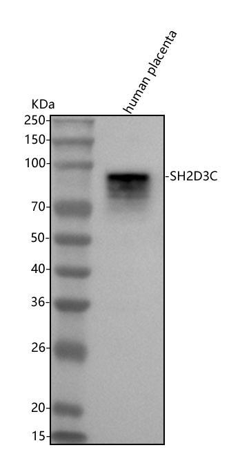 Western blot analysis of SH2D3C using anti-SH2D3C antibody (A04497-1)