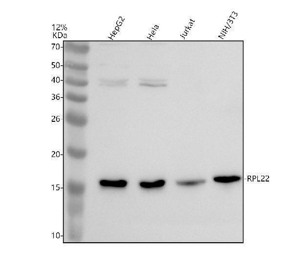 Western blot analysis of RPL22 using anti-RPL22 antibody (A04499-2)