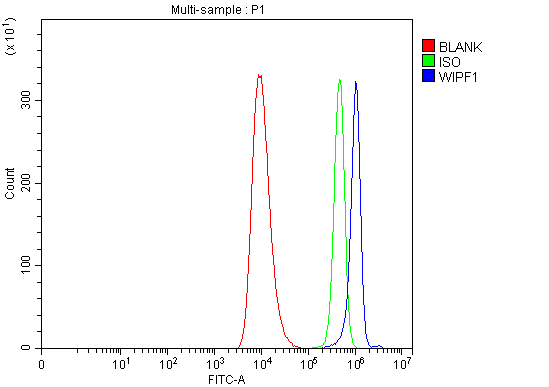  Flow Cytometry analysis of HEL cells using anti-WIPF1 antibody (A04501-2)