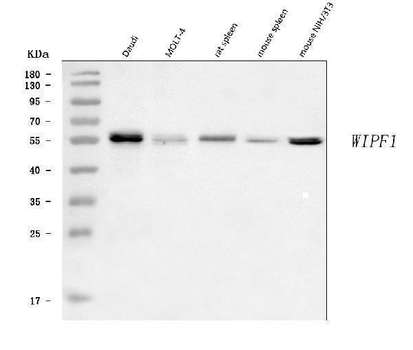  Western blot analysis of WIPF1 using anti-WIPF1 antibody (A04501-2)