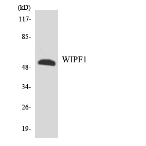 a04501 wipf1 primary antibodies wb testing 2