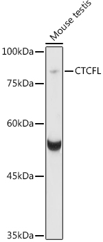 Western blot analysis of extracts of various cell lines, using CTCFL  antibody  at 1:1000 dilution