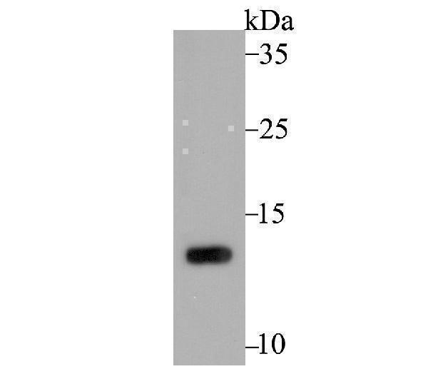 a04504 1 psenen primary antiboties wb testing 1
