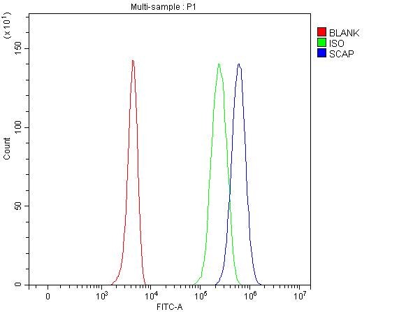 Flow Cytometry analysis of 293T cells using anti-SCAP antibody (A04507-1)