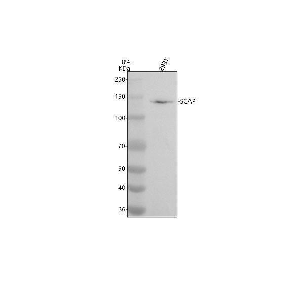 Western blot analysis of SCAP using anti-SCAP antibody (A04507-1)