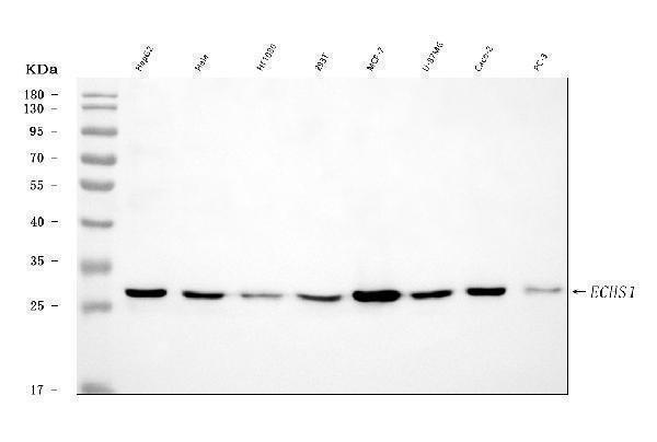 a04508 1 echs1 primary antibodies wb testing 1