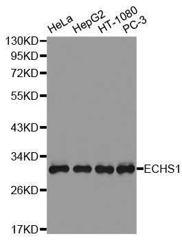 a04508 echs1 primary antiboties wb testing 1