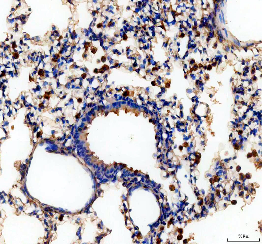 a04512 2 capg primary antibodies ihc testing 1