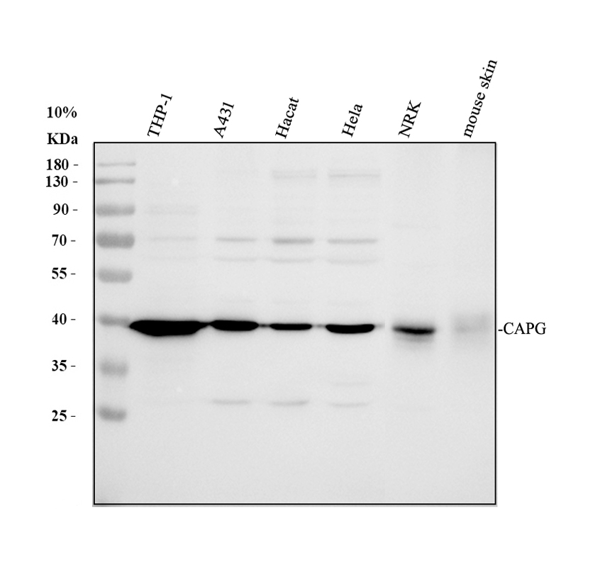 a04512 2 capg primary antibodies wb testing 1