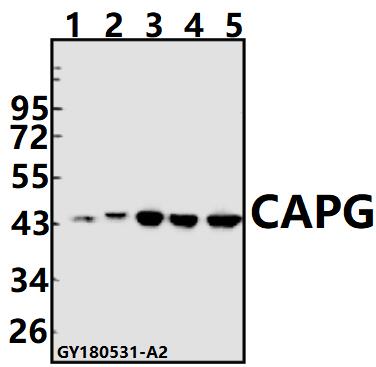 a04512 capg primary antiboties wb testing 1