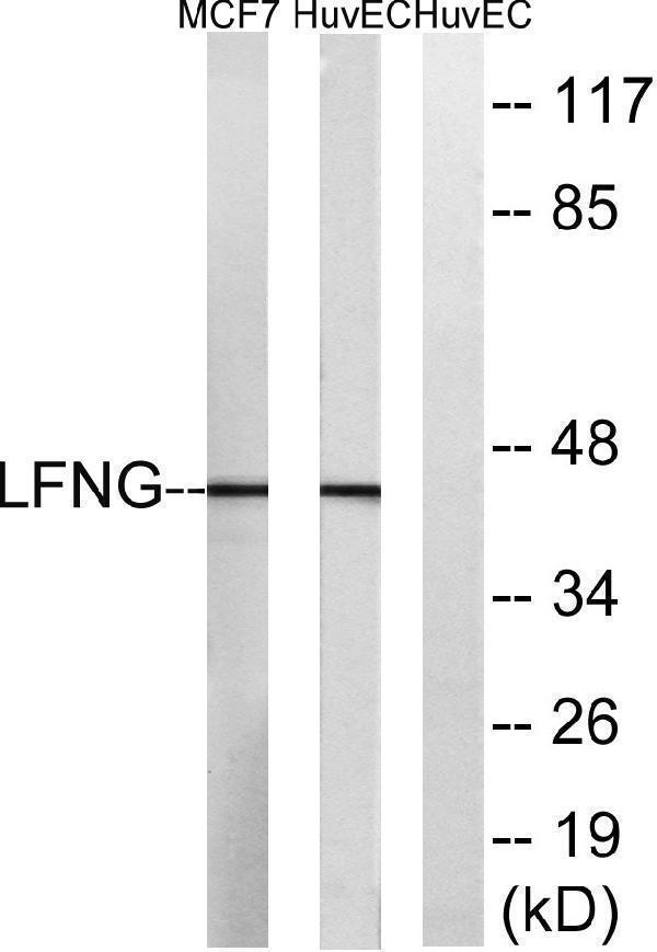a04513 1 lfng primary antibodies wb testing 1