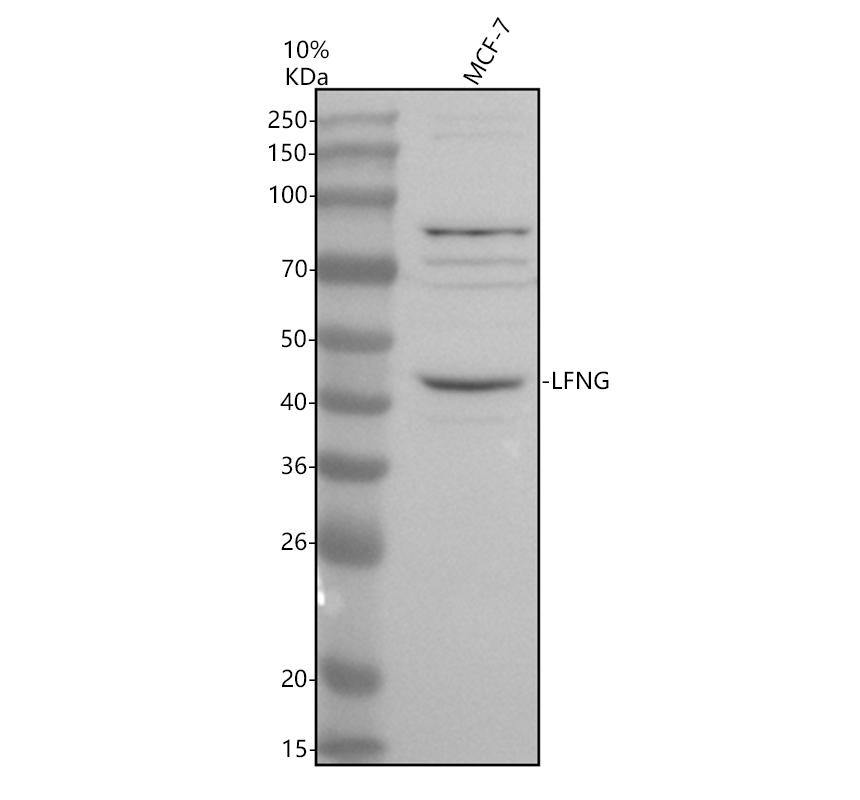 Western blot analysis of LFNG using anti-LFNG antibody (A04513-3)
