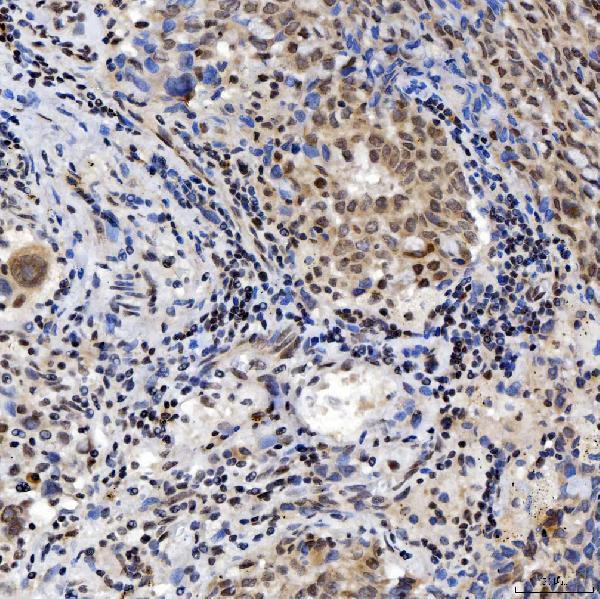 a04514 2 snrnp200 primary antibodies ihc testing 8