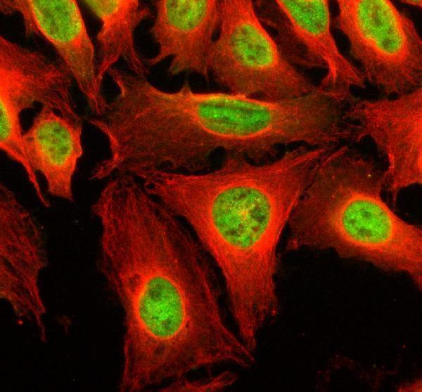 a04515 1 sik2 primary antibodies if testing 2