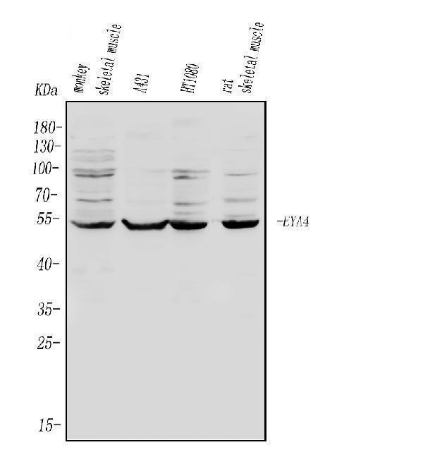 a04516 3 eya4 primary antibodies wb testing 1