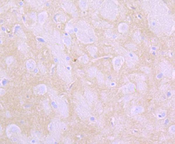 Immunohistochemical analysis of paraffin-embedded rat brain tissue using anti-Flotillin 1 antibody