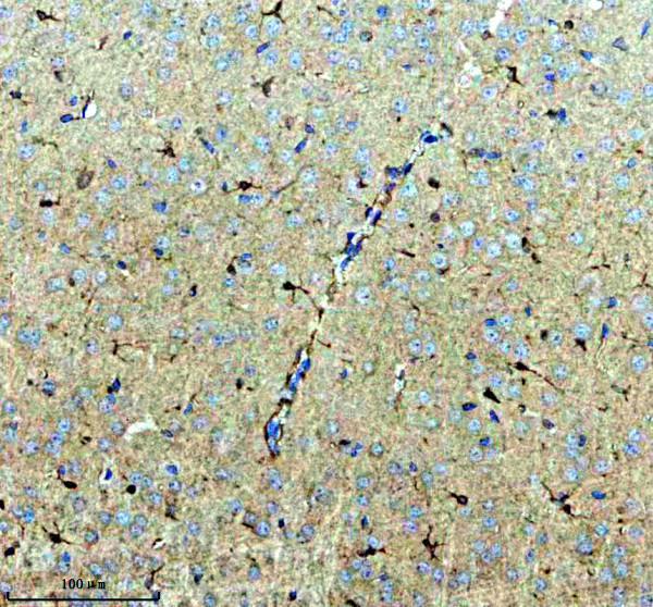 a04521 2 lrpap1 primary antibodies ihc testing 2