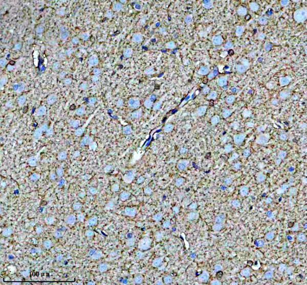 a04521 2 lrpap1 primary antibodies ihc testing 3