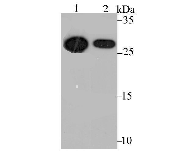 Western blot analysis of Cdx1 on human small intestine tissue (1) and CRC cell (2) lysate using anti-Cdx1 antibody at 1/1,000 dilution