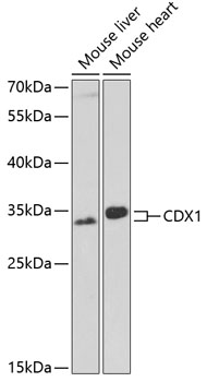Western blot analysis of extracts of various cell lines, using CDX1 antibody  at 1:1000 dilution