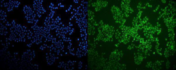  IF analysis of LXR beta/NER/NR1H2 using anti-LXR beta/NER/NR1H2 antibody (A04523-2)
