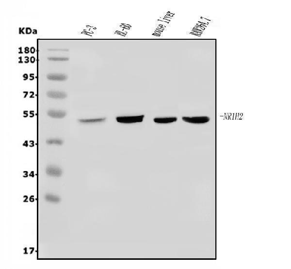  Western blot analysis of LXR beta/NER/NR1H2 using anti-LXR beta/NER/NR1H2 antibody (A04523-2)