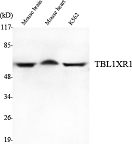 a04524 tbl1xr1 primary antibodyes wb testing 2