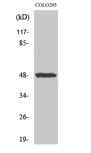 a04527 il13ra1 primary antibodyes wb testing 1