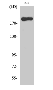 Western Blot (WB) analysis of specific cells using MYH14 Polyclonal antibody