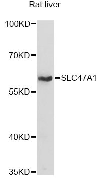a04529 slc47a1 primary antiboties wb testing 1