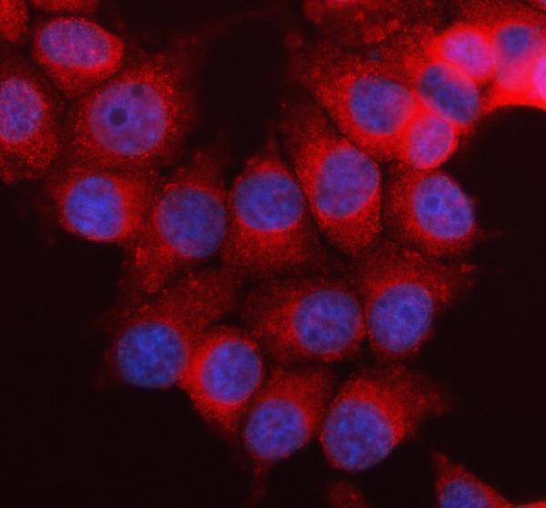 a04530 2 gemin2 primary antibodies if testing 1