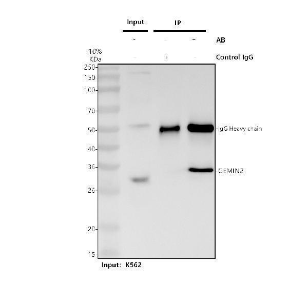 a04530 2 gemin2 primary antibodies ip testing 1