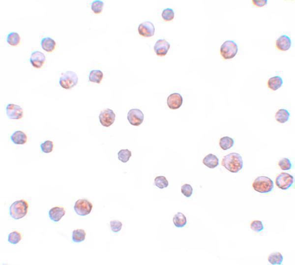 a04530 gemin2 primary antibodies icc testing 2