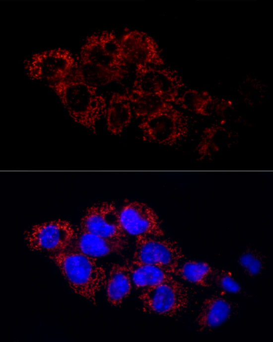 Immunofluorescence analysis of HepG2 cells using GLUD2 Rabbit pAb  at dilution of 1:50 