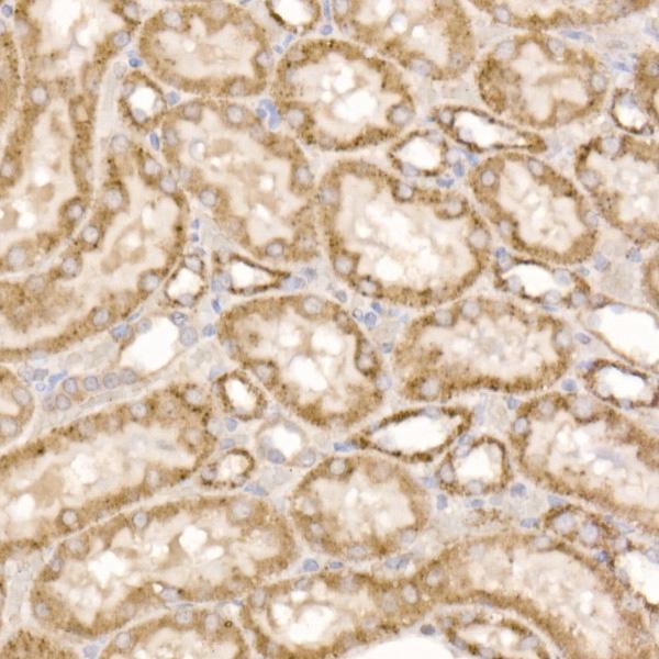a04531 glud2 primary antiboties ihc testing 3