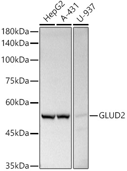 Western blot analysis of extracts of various cell lines, using GLUD2   antibody  at 1:500 dilution
