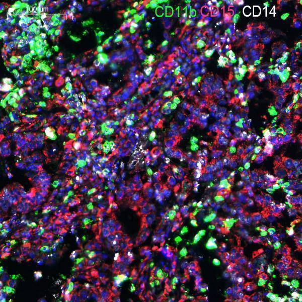 a04535 fut4 primary antibodies if testing 2